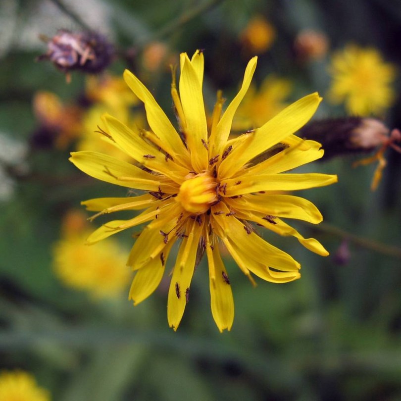 Dach-Pippau, Crepis tectorum, etnobotanika